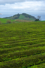Tea plantation in São Miguel Island, Azores, Portugal. Lush green rows of tea plants under cloudy skies. Scenic agricultural landscape in the Atlantic.