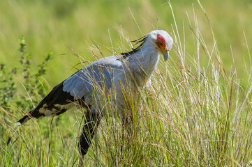 A secretary bird (Sagittarius serpentarius) searching for food in the long grass