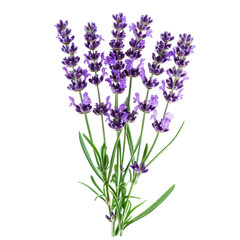 Naklejka premium Close-up of a vibrant lavender bunch