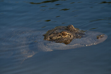 An American Alligator is partially submerged in water to regulate the temperature of the reptile
