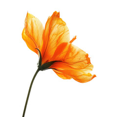 Orange flower, delicate petals,  isolated