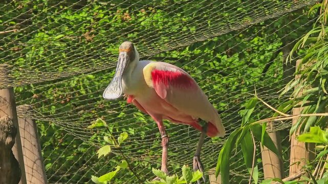 A pink roseate spoonbill stands on one leg on a branch and observes the surroundings and nature.