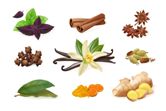 Realistic spices herbs. 3d cooking spice, ginger root clove cinnamon sticks star anise vanilla flower basil leaf kitchen herb aroma ingredients, exact isolated vector illustration