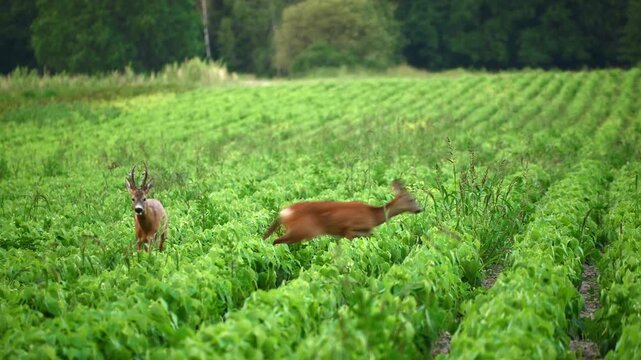 European roe deer grazing in lush green field surrounded by dense forest