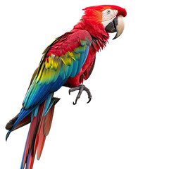 Obraz premium Vibrant macaw profile against black background