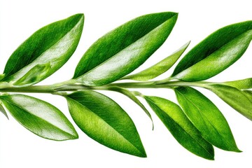Close-up of vibrant green leaves on a stem
