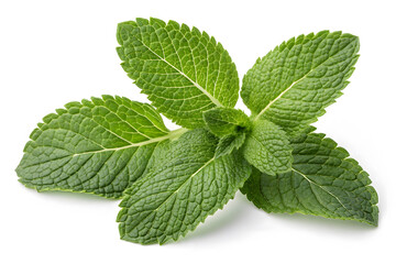 mint isolated on white background