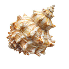 Obraz premium Close-up of a seashell, intricate spiral, beige and tan colors, detailed texture