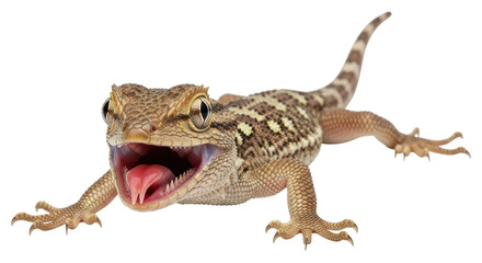 Naklejka premium Isolated Armadillo Lizard