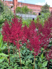 Red Blooming Astilbe japonica Red Sentinel in the summer garden.natural background