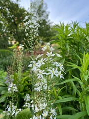 ornithogalum arcuatum.a beautiful unusual plant on a long stem with many white star-shaped flowers in a summer garden. Natural background