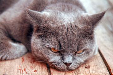 Angry British Shorthair cat lying on wooden floor.