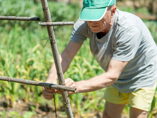 Elderly man gardening in a vegetable patch
