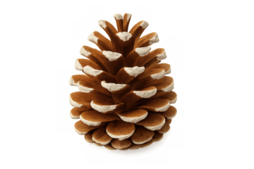 Close-up of a ponderosa pine cone with its open scales, isolated on a transparent background, ready for creative projects