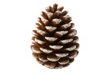 Snowy pine cone resting on transparent surface, showcasing delicate textures and winter-inspired studio lighting