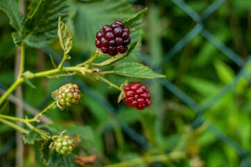 Cluster of blackberries on a plant