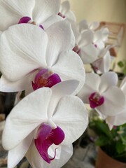 Hermosas flores de orquídeas blancas y fucsia