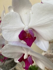 Hermosas flores de orquídeas blancas y fucsia