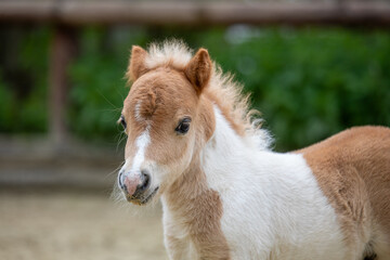 Shetlandpony Fohlen Portrait