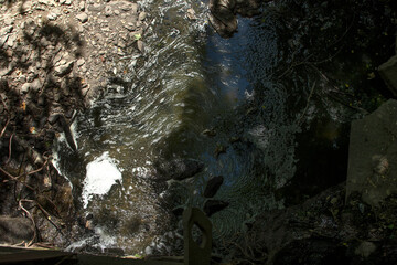 Top view of a dirty stream in the forest	