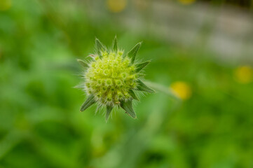 Close up of a green flower with a fuzzy texture