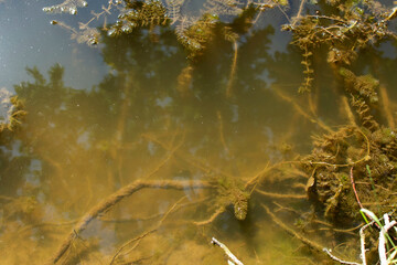 Myriophyllum spicatum under river water	