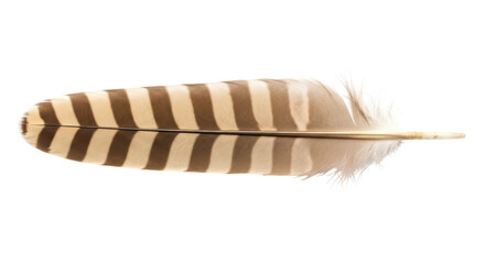 Isolated Bird Feather