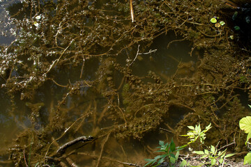 Myriophyllum spicatum under river water	