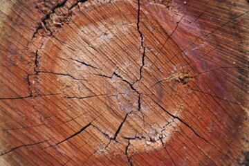 Detailed view of a weathered wood surface showcasing intricate cracks and textures from years of...