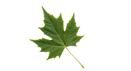 Isolated Green Maple Leaf