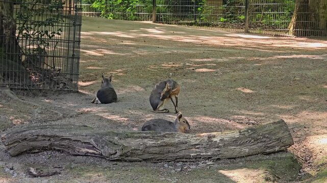 the big pampas hare licks its fur and cleans it