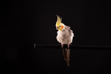 Cockatiel Fluffy feathers, bird isolated on a black background