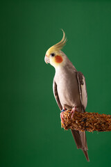 Parrot Cockatiel perched on treats stick on green background