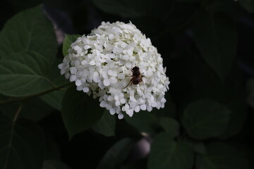 White flower with a bee resting on its petals in a garden during the late afternoon