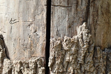 Detailed view of a weathered tree trunk showcasing natural textures and patterns in sunlight
