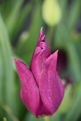 Dark Pink Tulip Blooming and Flowering in a Garden