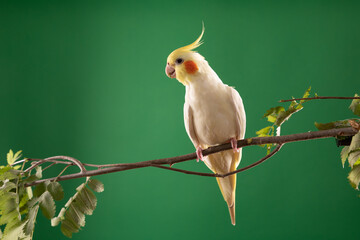 Cockatiel yellow bird on a branch, isolated on green background