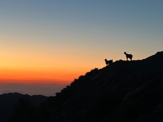 silhouette of goats at sunset 