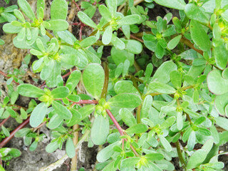 Purslane grass in the field, large succulent plant harms agricultural plants, close-up