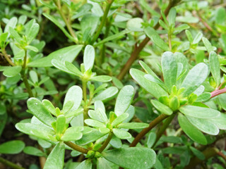 Purslane grass in the field, large succulent plant harms agricultural plants, close-up