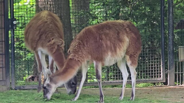 2 brown llamas eating grass or hay calmly and relaxed