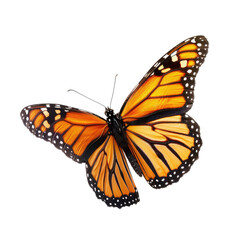 Fototapeta premium Monarch butterfly in flight, orange and black wings