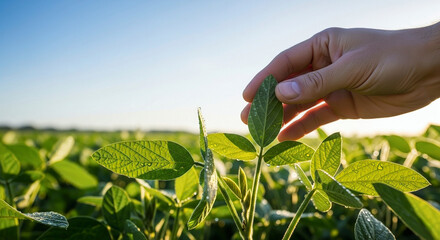 Hand Touching Young Plant in Field