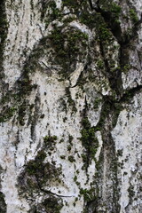 Close-up view of textured tree bark showcasing intricate patterns and moss growth in a forest...