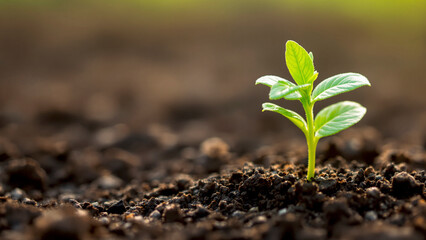 Nature's Resilience: Fresh Sprout in Healthy Ground. (AI-generated)