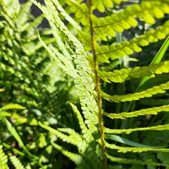 green fern leaf