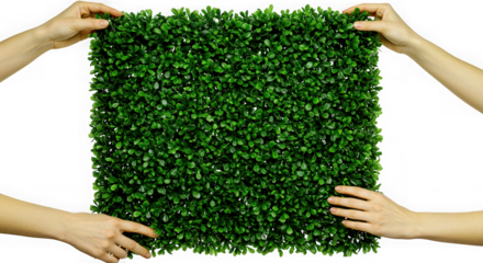 Four hands holding a square green leafy artificial plant panel isolated on transparent background