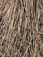 Dry straw, reed pack, top view