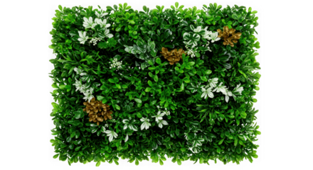 Realistic artificial green hedge panel with white and red flowers isolated on transparent background