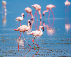 Lesser Flamingos Wading and Feeding in Lake